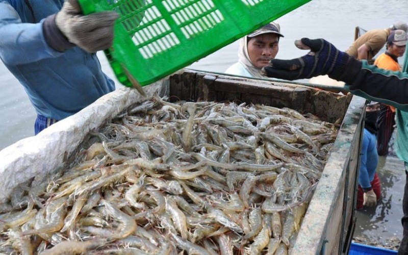 Setelah Salmon, Giliran Udang yang Dituding China Jadi Perantara Virus Corona