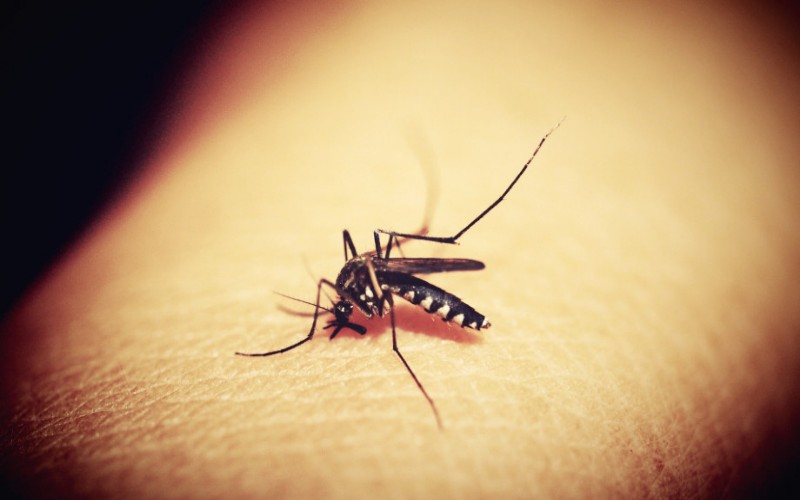 Peneliti Temukan Potensi Pengobatan Baru Penyakit Malaria