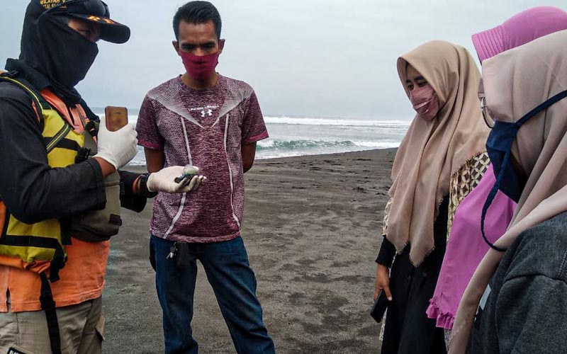 Ubur-ubur Api Kembali Muncul di Sepanjang Pantai Kulonprogo, Wisatawan Diimbau Waspada
