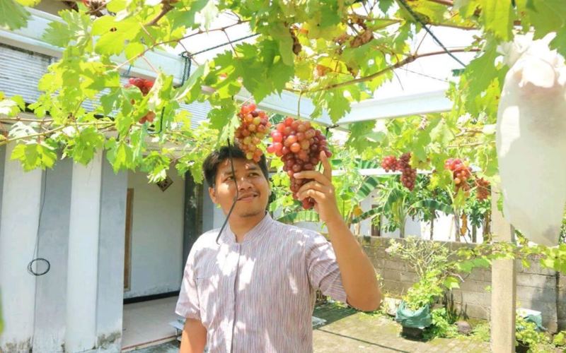 Salut, Pemuda Ini Ubah Nasib Warga Dusunnya lewat Inovasi Kebun Anggur