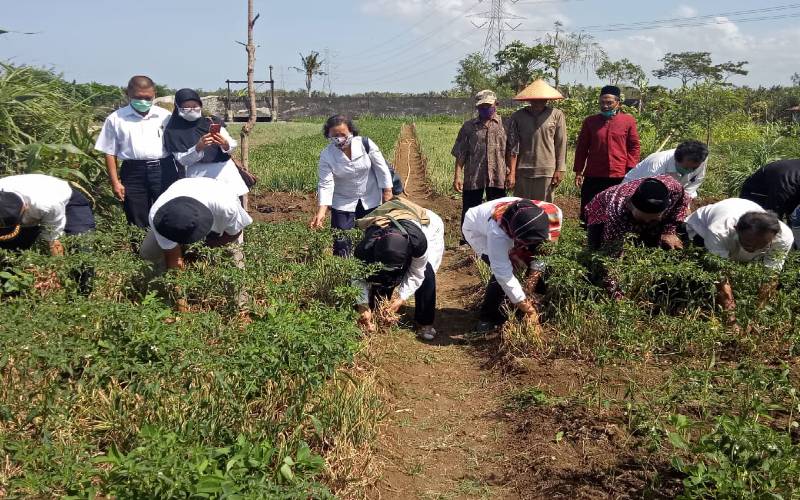 Panen Bawang Merah di Lahan Surjan, Petani Diimbau Sisihkan Benih