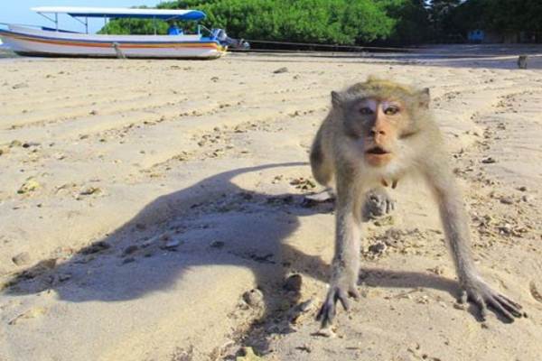 Amerika Serikat Kekurangan Monyet untuk Penelitian Corona
