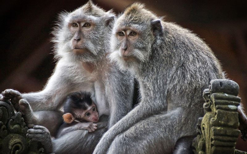 Puluhan Hektare Lahan Rusak, Ratusan Monyet di Hutan Wonosadi Bikin Resah Petani