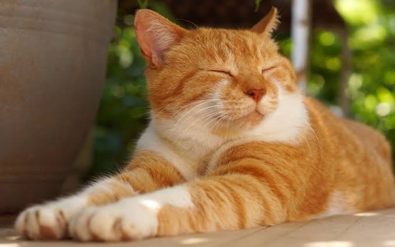 Cek Fakta: Kucing Bisa Jadi Pembawa Virus Corona