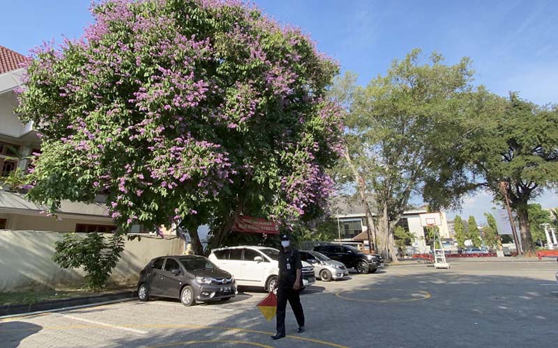 Indahnya Bunga 'Sakura' ala Indonesia di Balai Kota Solo