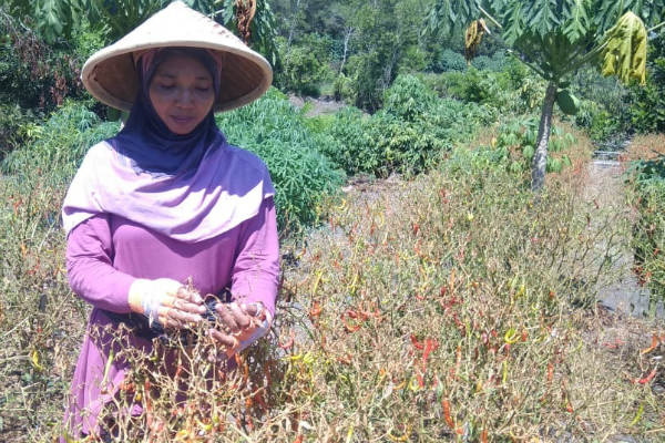 Agar Tak Tergencet Harga, Petani Cabai Bantul Didorong Pakai Sistem Lelang