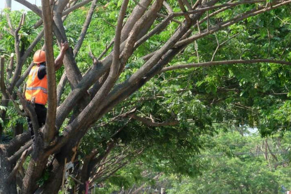 Jelang Musim Hujan, DLH Bantul Pangkas Ranting Pohon