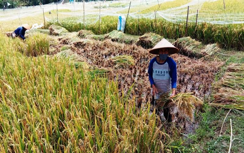 Panen Padi  Masa Tanam  Ketiga di  Gunungkidul Lebih Optimal 