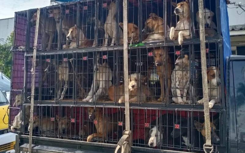 Heboh Video Truk Mengangkut Banyak Anjing, Diduga Akan Dijadikan Makanan