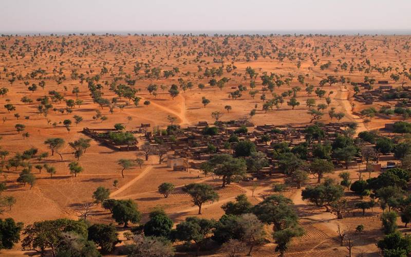 Menakjubkan, Seperti Ini Penampakan Miliaran Pohon yang Tumbuh di Gurun Sahara