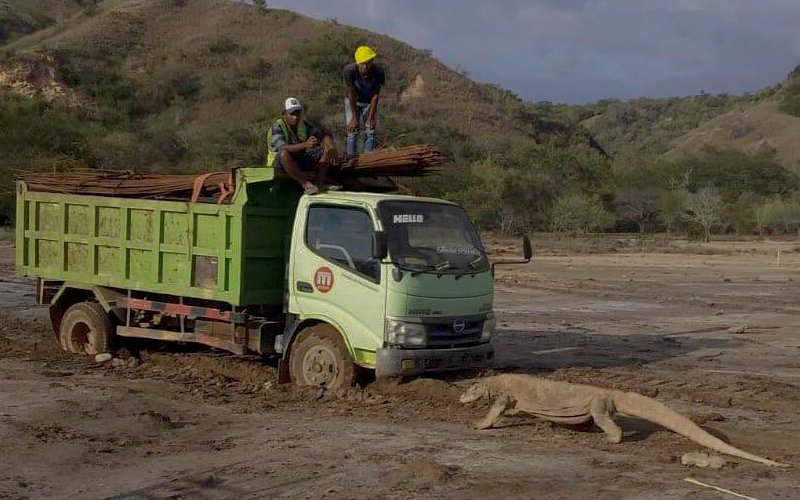 Komodo Berhadapan dengan Truk di Tengah Proyek Geopark Pulau Rinca, Ini Penampakannya