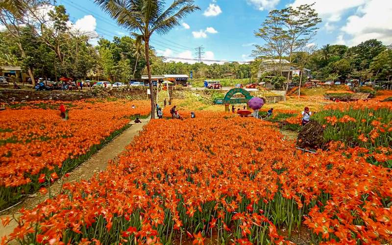 Dulu Sempat Viral, Kebun Bunga Amarilis Di Gunungkidul Kembali Mekar | Harianjogja.com