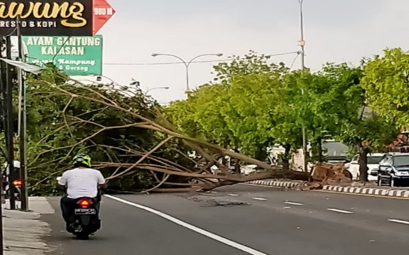 Kalasan Diterjang Angin Kecang, Pohon Tumbang Melintang di Jalan Solo