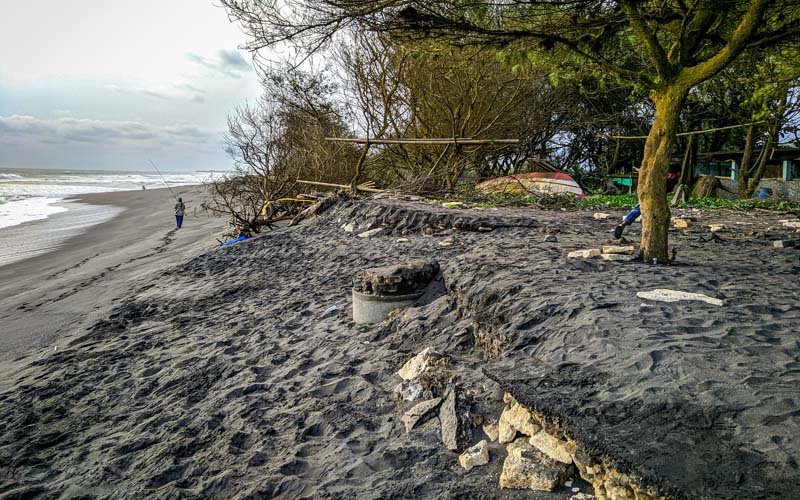 Tempat Konservasi Penyu di Pantai Trisik Terancam Rusak oleh Abrasi
