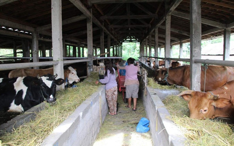 Petugas Pantau Hewan Ternak di Tempat Evakuasi Lereng Merapi