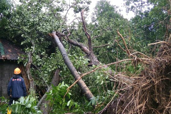 Angin Kencang di Bantul, Dua Rumah Rusak Tertimpa Pohon