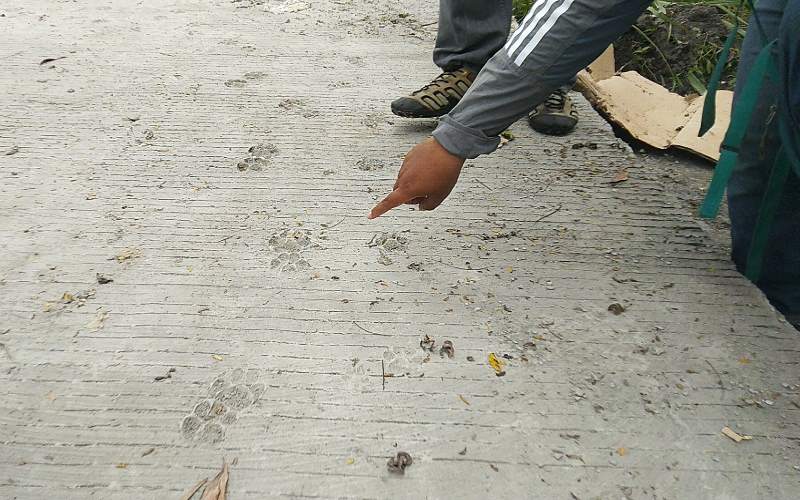 Jejak Macan Tutul Merapi Ditemukan di Jalur Evakuasi Cangkringan