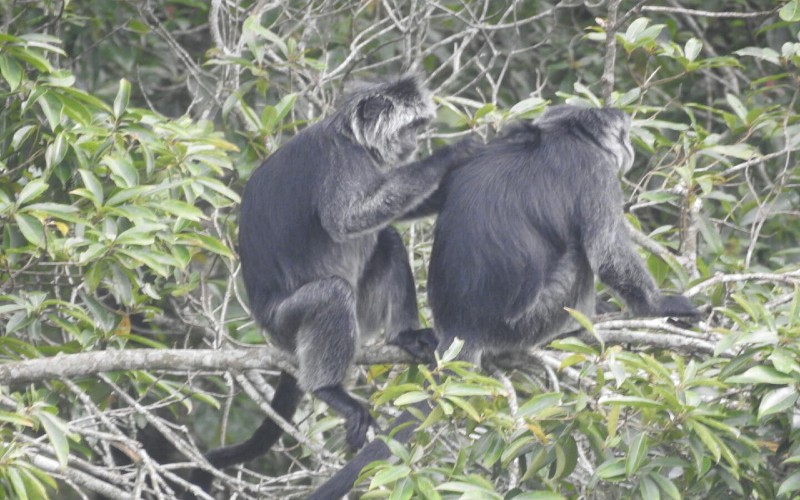 Material Merapi Berguguran, Rombongan Lutung Mulai Turun Gunung