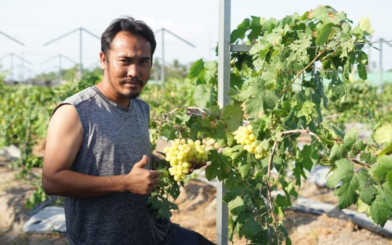 Menikmati Wisata Perkebunan Anggur di Jogja