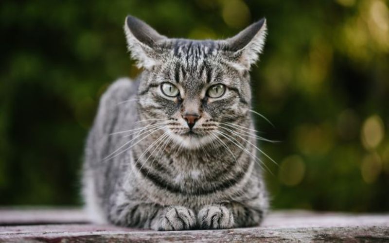 Kucing Punya Kemampuan Pulih dari Virus Corona Lebih Cepat daripada Manusia