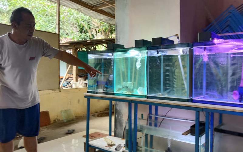 Bisnis Ikan Louhan Jadi Pilihan di Tengah Pandemi