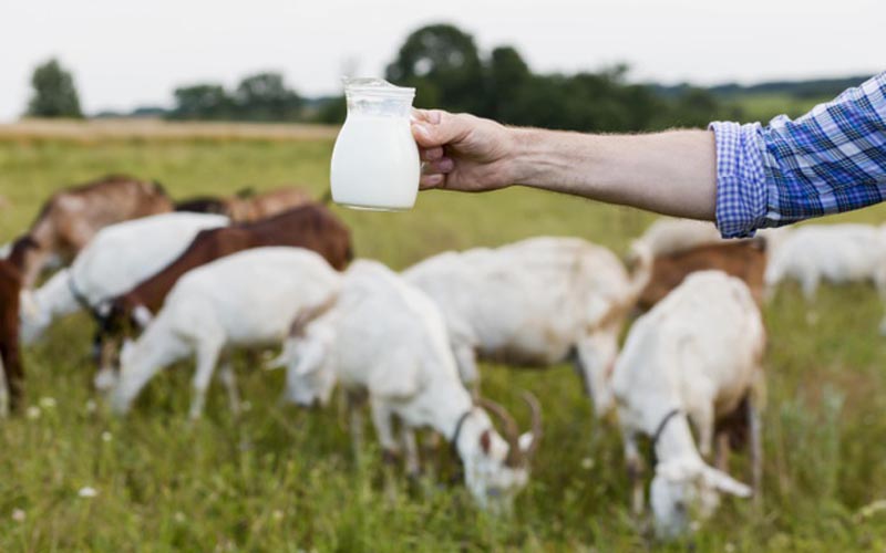 Kaya Nutrisi, Ini Manfaat Susu Kambing untuk Kesehatan Tubuh