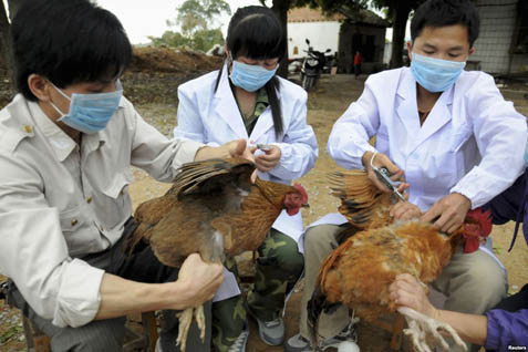 Korsel Selidiki Kasus Dugaan Flu Burung Baru 