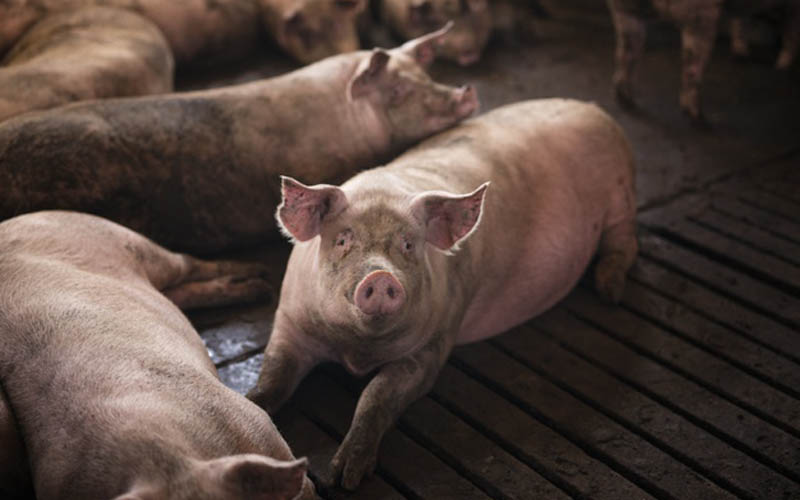 Puluhan Babi di Klaten Diserang Virus yang Belum Ada Obatnya, Sehari Bisa Langsung Mati