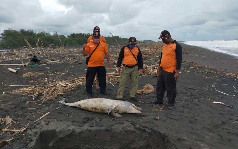 Geger, Bangkai Lumba-Lumba Ditemukan Membusuk di Pantai Trisik Kulonprogo