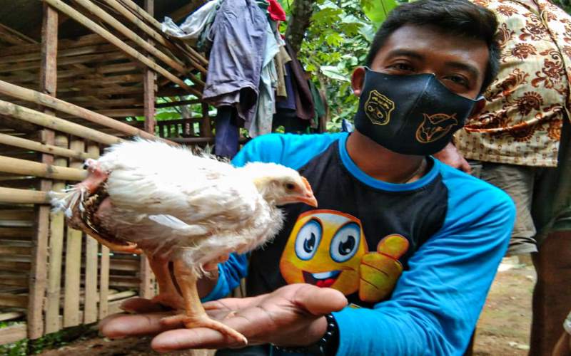 Punya 3 Kaki dan 2 Dubur, Ayam di Kulonprogo Bikin Penasaran Banyak Orang