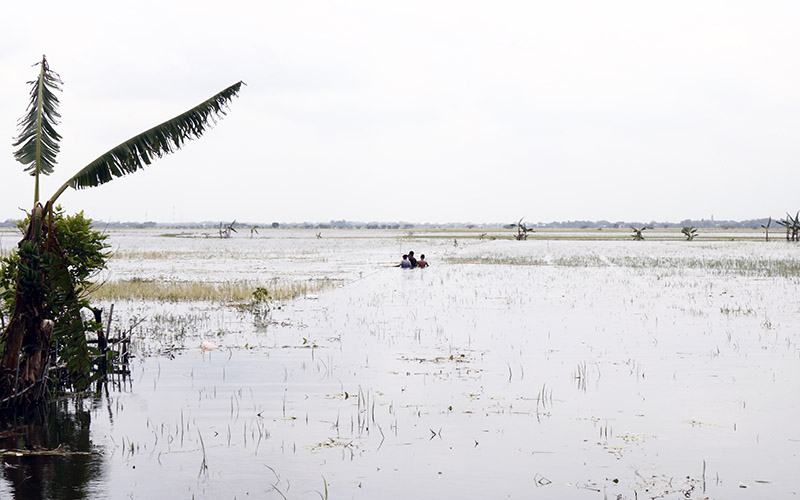 Ribuan Hektare Sawah Kebanjiran, Stok Beras di Jateng Diklaim Aman Hingga Lebaran