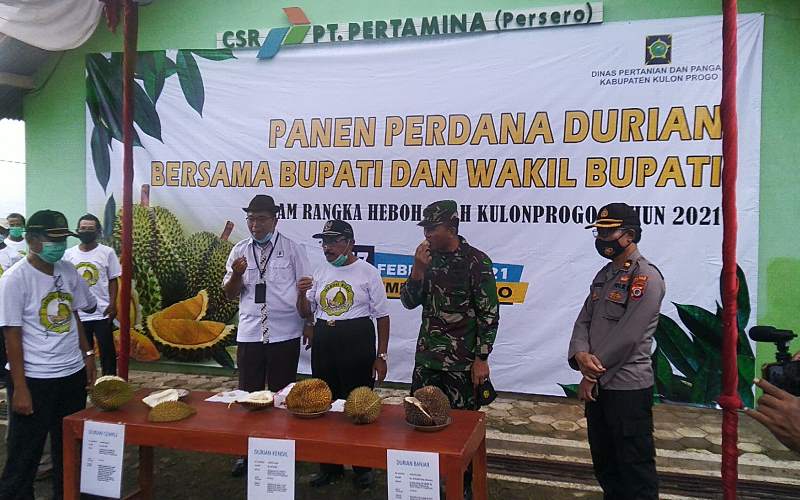 Kulonprogo Serius Kembangkan Durian