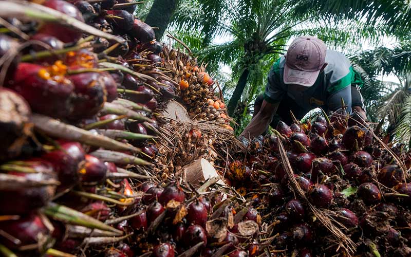 KPK: Ekspansi 8 Perusahaan Sawit di Papua Barat Penuh Masalah 