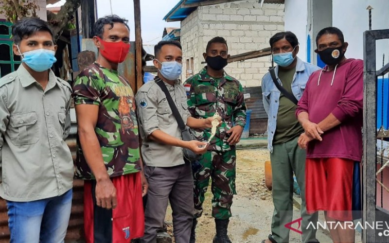 Geger Penemuan Bayi Hiu Berwajah Mirip Manusia, Begini Penjelasan BBKSDA