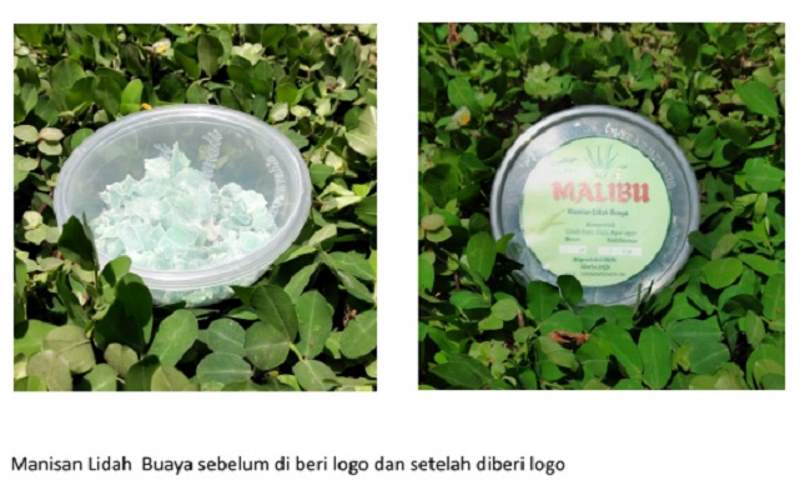 UMY Kuatkan Branding Olahan Lidah Buaya KWT Lestari Dusun Tegalsari Pakembinangun