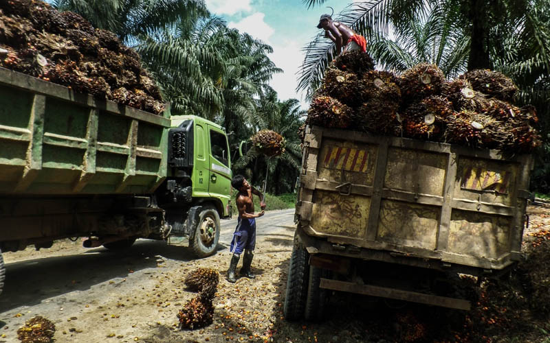 TURC Filmkan Derita Buruh Sawit di Kalimantan