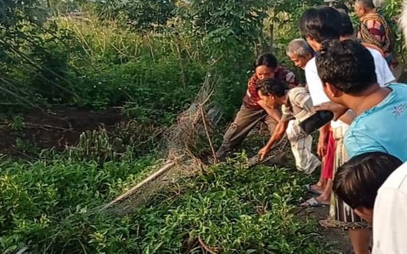 Kerap Mangsa Ternak, Ular Piton 3,5 Meter Ditangkap Warga Tugurejo Semarang