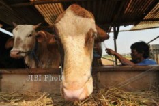 Tingkatkan Populasi Sapi, Bantul Lanjutkan Program IB di saat Pandemi