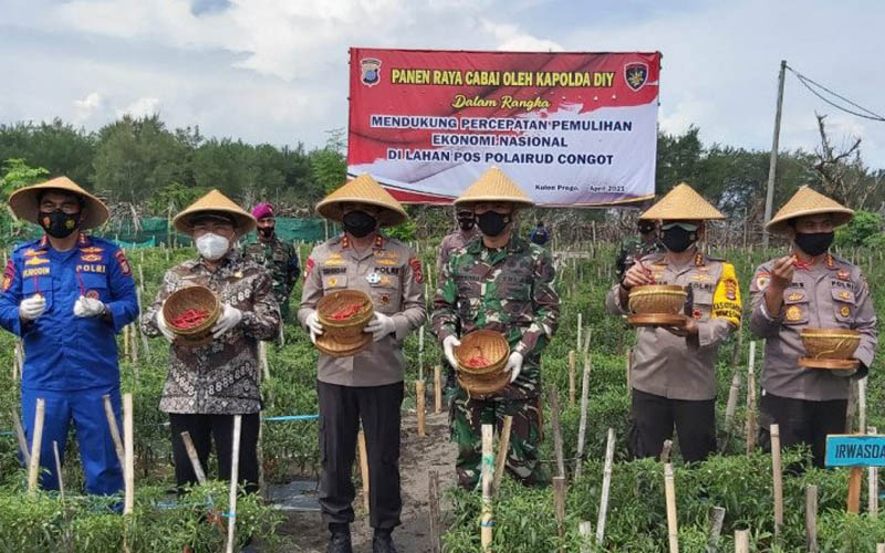 Kapolda DIY Panen Cabai Hasil Tanaman di Lahan Pasir Pos Polairut Congot