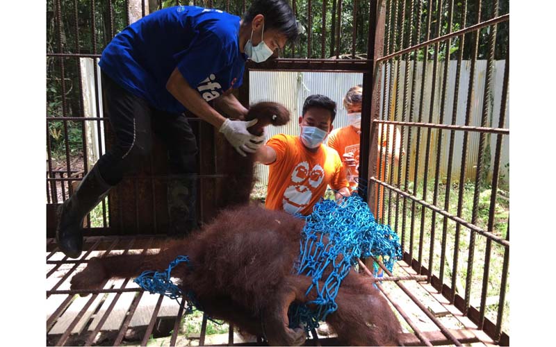 Tinggalkan Kulonprogo, Orangutan Ucokwati dan Mungil Naik Garuda Indonesia ke Kalimantan