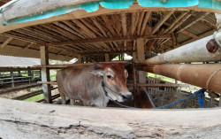 Musim Kemarau, Peternak Sapi Andalkan Jerami Fermentasi