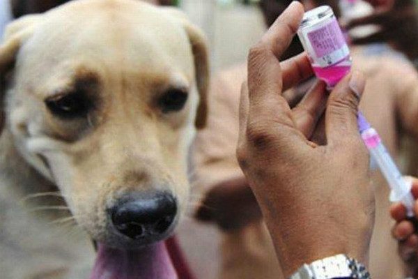 Polisi Cegat Angkutan Pembawa 78 Ekor Anjing di Penyekatan Kulonprogo, 10 di Antaranya Sudah Mati