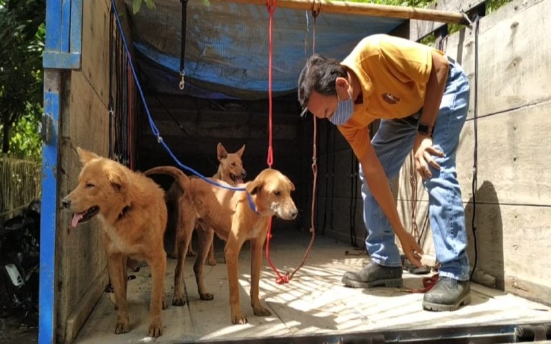 Nyaris Disembelih untuk Dijual, Nyawa Puluhan Ekor Anjing Hasil Razia Penyekatan Akhirnya Terselamatkan