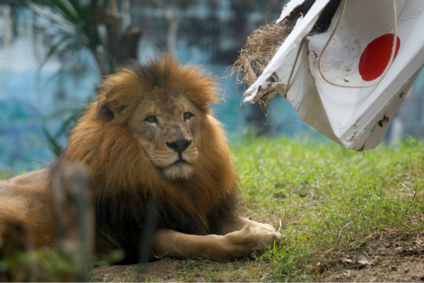 Tarik Pengunjung, GL Zoo Datangkan Singa Afrika