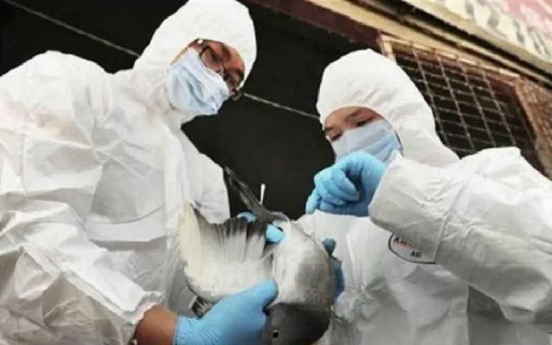 China Laporkan Kasus Virus Flu Burung pada Manusia