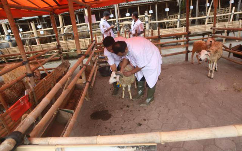 Dosen Peternakan UGM Jelaskan Kriteria Hewan Ternak yang Layak untuk Kurban 