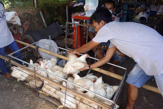 OPINI: Swasembada Semu Daging Ayam