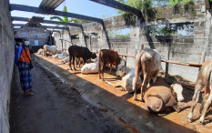 Iduladha di Tengah Pandemi, Shohibul Bisa Minta Jagal Negatif Antigen Hingga Daging Dikemas Kiloan