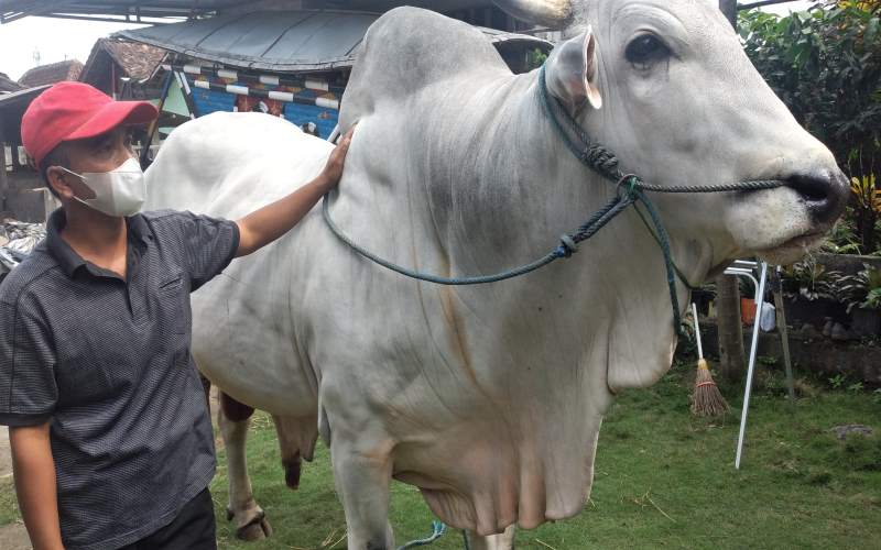 Sapi Milik Guru di Sleman Jadi Hewan Kurban Presiden Jokowi