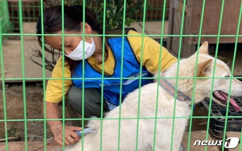 10 Tahun Lee Hyori Jadi Sukarelawan Merawat Hewan Telantar